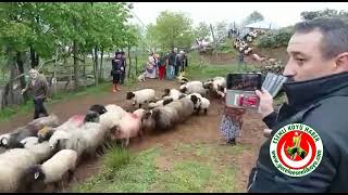 Esenli Köyü Yayla Göçü Koyun Göçü