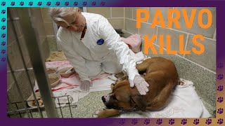 What is parvo? by Michigan Pet Alliance 36 views 1 month ago 4 minutes, 10 seconds