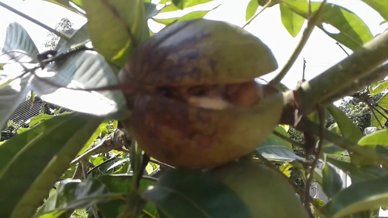 カイエンナッツの収穫と保存法 Harvesting Cayenne Nut And Method To Keep It Safe Youtube