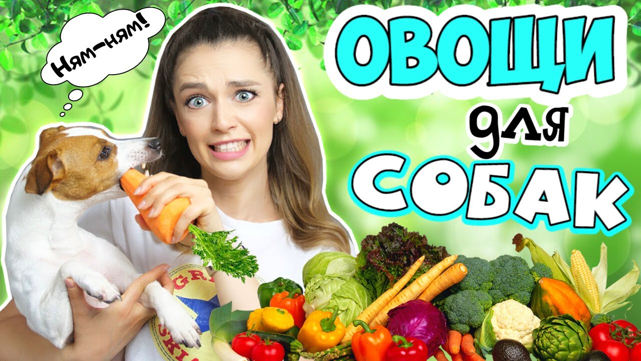 Щенок перчик. Можно ли щенкам перец. Собака перца. Овощи для собак. Собака перца.