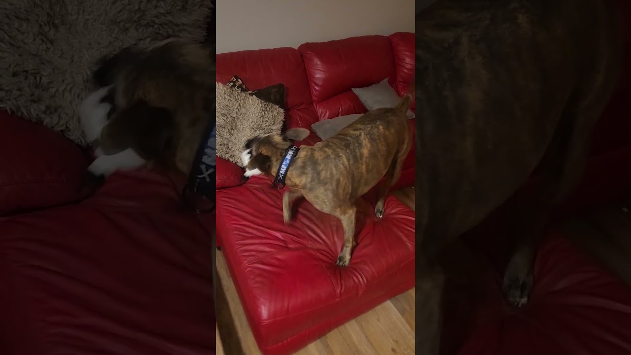 Paws n Claws Squeaky Toys at Rivet Ruff:🎉 SQUEAK, PLAY, REPEAT! 🐾Unleash the fun