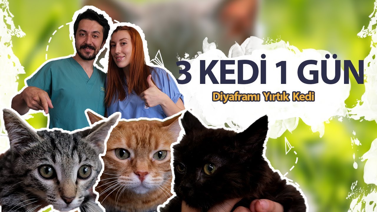 3 KEDİ 1 GÜN: Diyaframı Yırtık Kedi Muayenesi