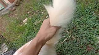 Si Mochi..lagi Maen D Belakang Rmh Gaesss