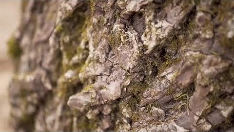 Tree Bark With Moss Stock Video