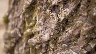 Tree Bark With Moss Stock Video