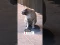 #kucing dan bayangannya