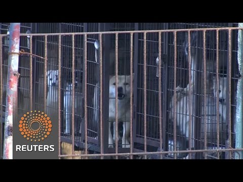 Activists rescue dogs raised for meat from farms in South Korea - Activists rescue dogs raised for meat from farms in South Korea
