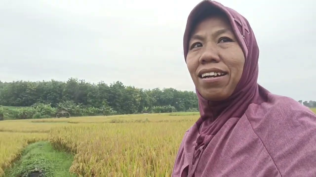 ALHAMDULILAH AKHIRNYA MENBUAHKAN HASIL PANEN❗❗🤲🤲