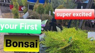 Beginners guide to your first Juniper bonsai, How cool, Aussie Bonsai Bloke
