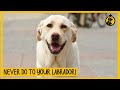 5 things you must never do to your labrador retriever