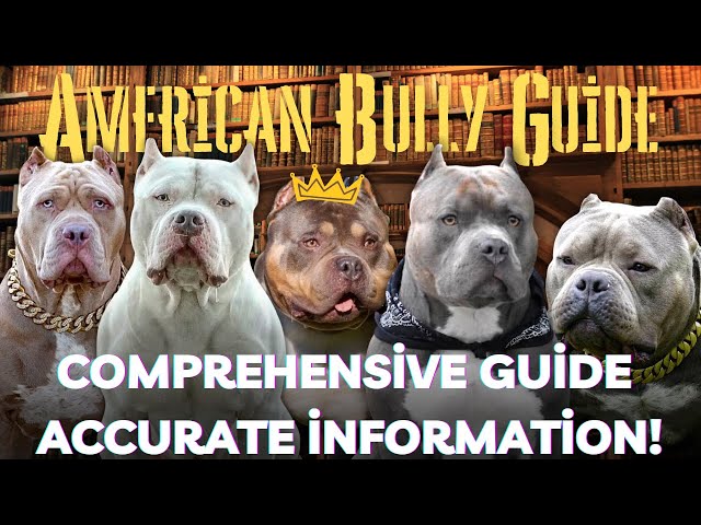 American Bully Breed: A Comprehensive Guide, by MyPetGuides