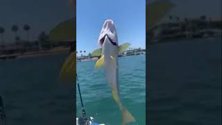 Newport Bay- Yellowfin Croaker @NolanLongfishing #fishing #socal #boat #fishingvideo #live