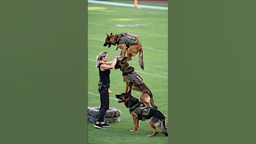 Skilled German Shepherd K9 Dogs In Action Elite Training Like You Ve Never Seen 