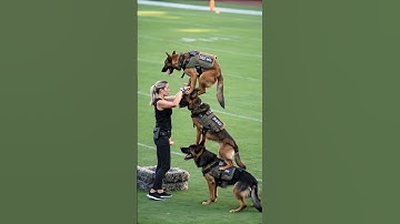 Skilled German Shepherd K9 Dogs in Action – Elite Training Like You
