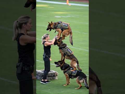 Skilled German Shepherd