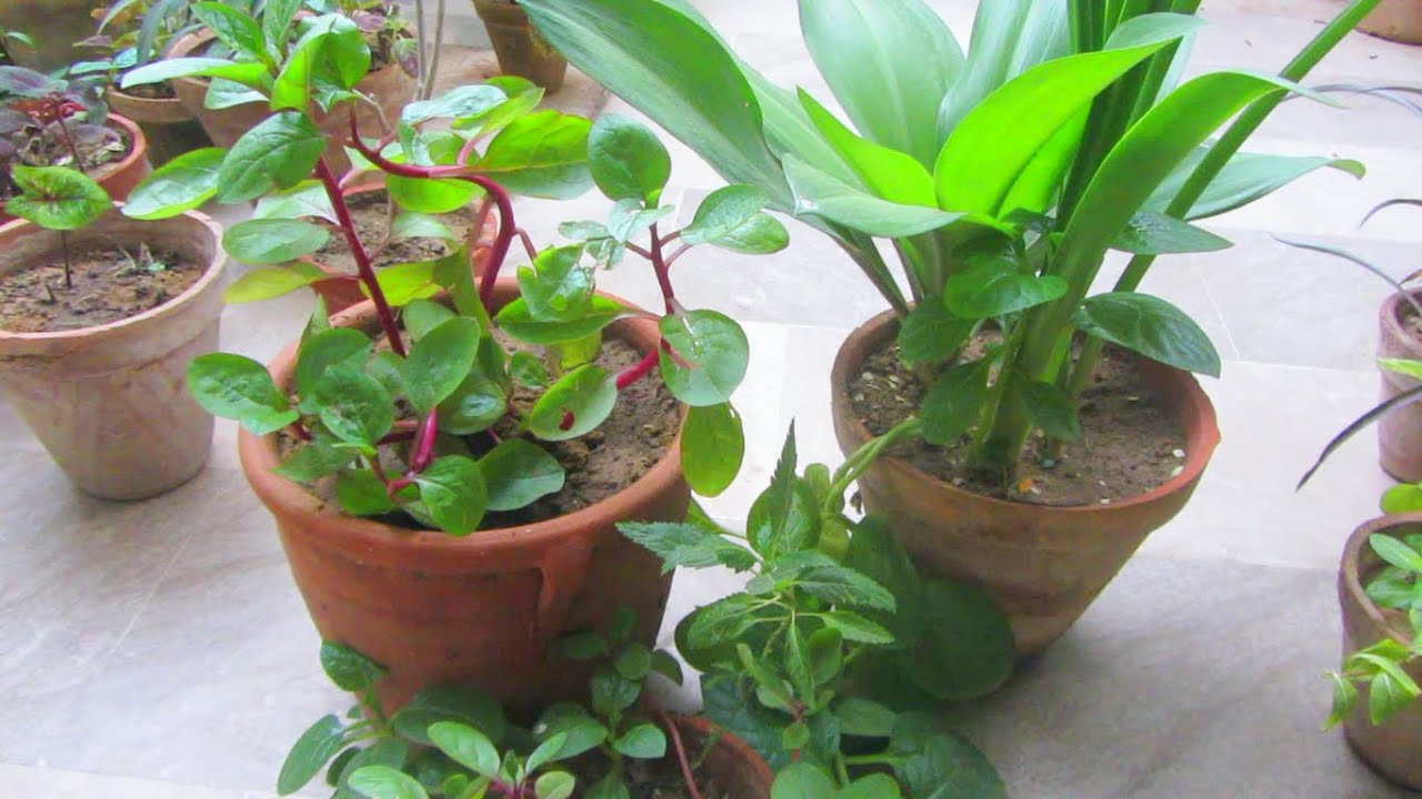 Pink & Green Stem Vine MALABAR SPINACH Urdu/Hindi YouTube