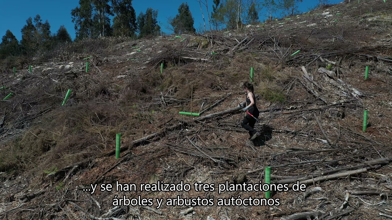 RESTAURACIÓN DEL BOSQUE ATLÁNTICO EN EL PAZO DO FARAMELLO (ROIS, A CORUÑA)