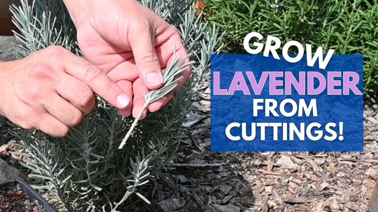 How to Propagate Lavender from Cuttings | A Simple Guide + Tips