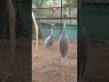 mysore zoo karnataka #shorts #zoo #mysore #karnataka #vlog #trending #travel