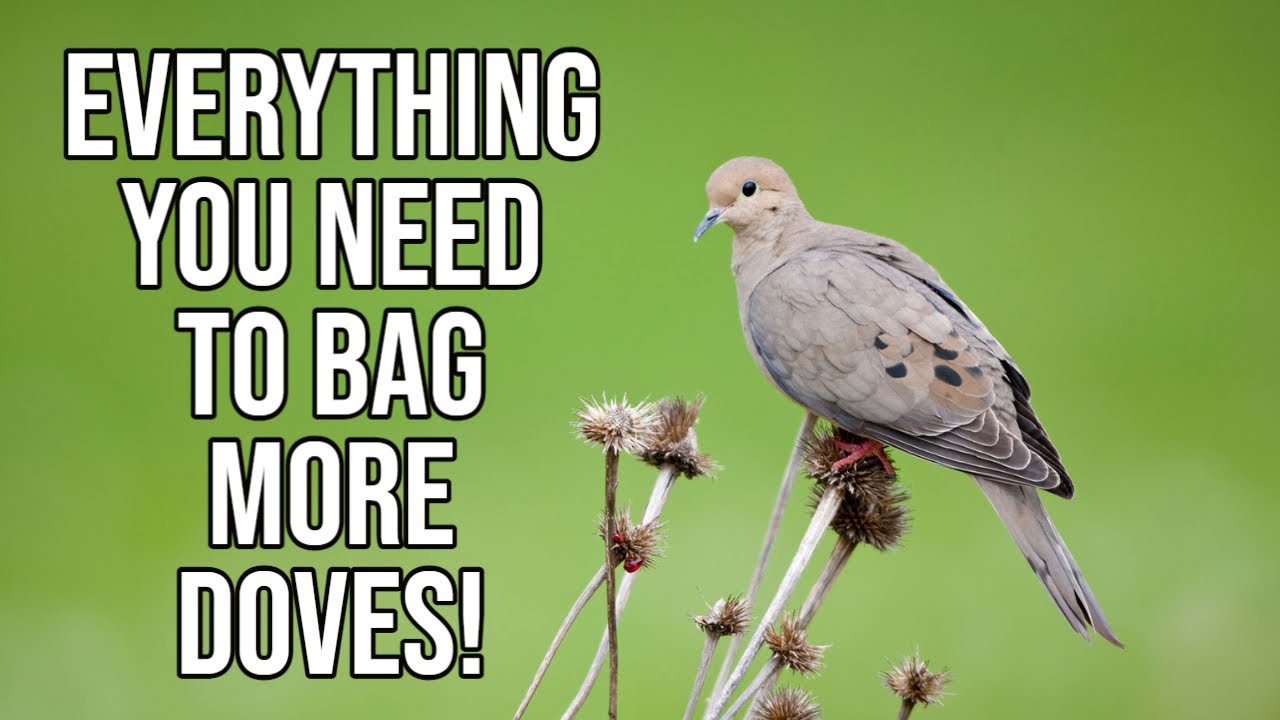 Beginners Guide To Hunting Doves