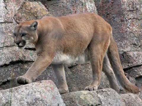 Walk in the Park: Cougars, Mountain 