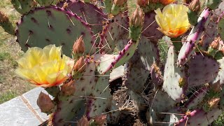 Opuntia violacea ‘Santa Rita’ Prickly Pear Cactus care