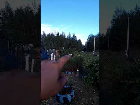 Вывозим на мотоблоке