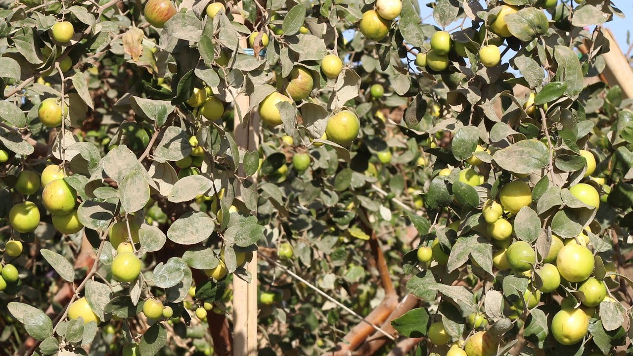 البداية الأولى لتقليم شجرة السدر_النبق التفاحي[التربيه]