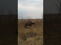 26 окт 2025 г. Между Утёсным и Красным Яром. #лошади