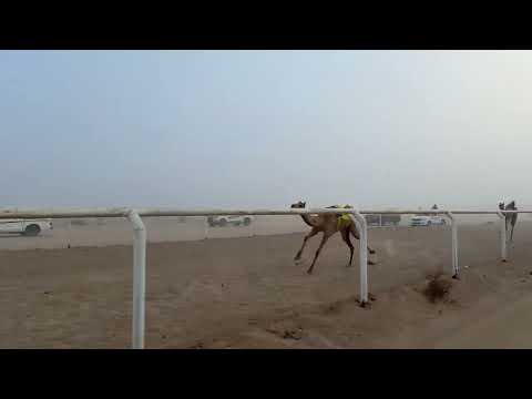 الوافيه وافي ابراهيم العديساني الشوط رابع البكار مفاريد من مسافه 1500م