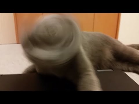 かまってちゃんの狂暴なキラーパンサー系猫と、寝続ける白モフ - YouTube