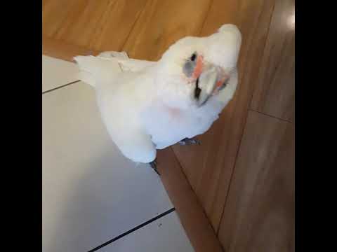 Video: Blå Throated Conure