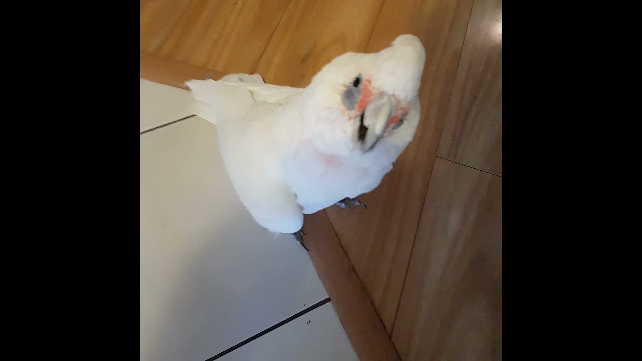 talking corella angry bird