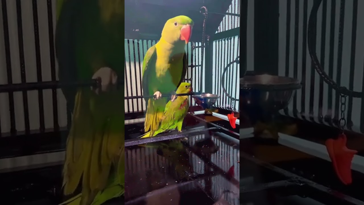 Alexander Parrot @Hiraman 