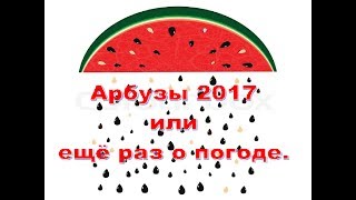 Арбузы 2017