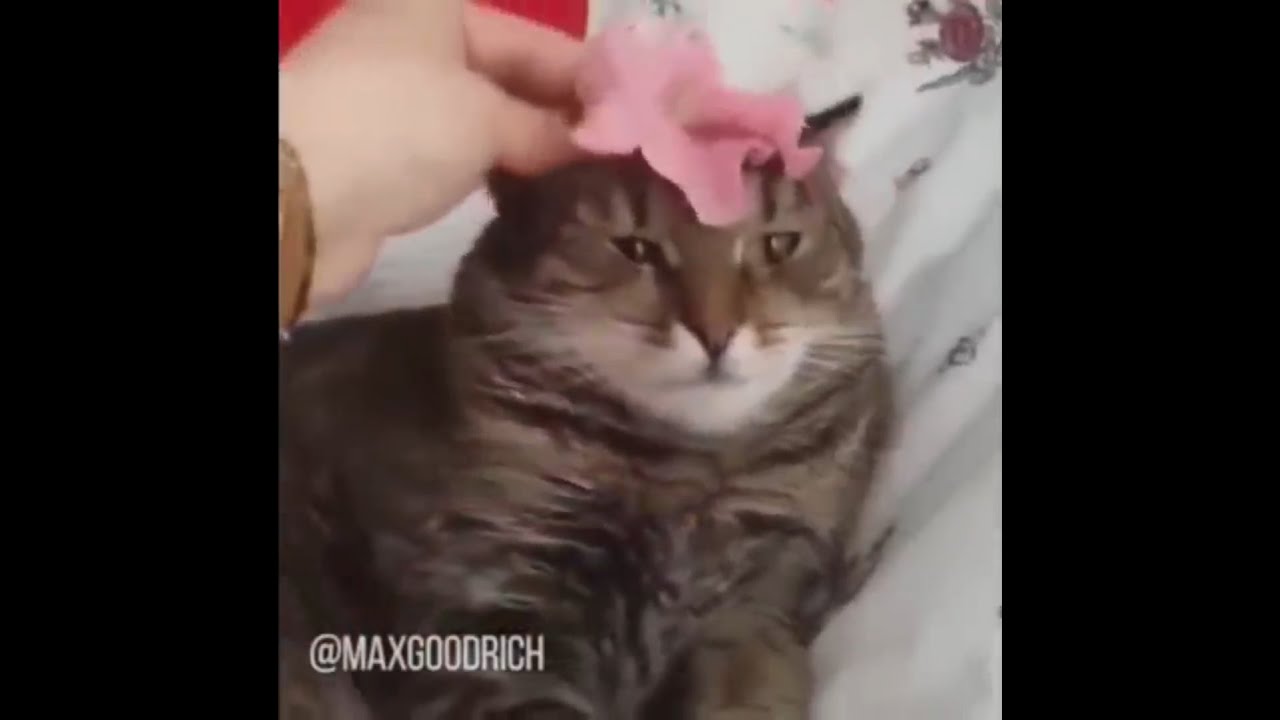 Cat Transcendence - limitless // sped up + reverb