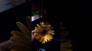 Tu Hai Toh Lagta Hai Sab Mil Gaya Mujhe true Lineswhatsapp Sookun Status shorts trending love