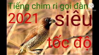 Tiếng chim ri gọi đàn mp3