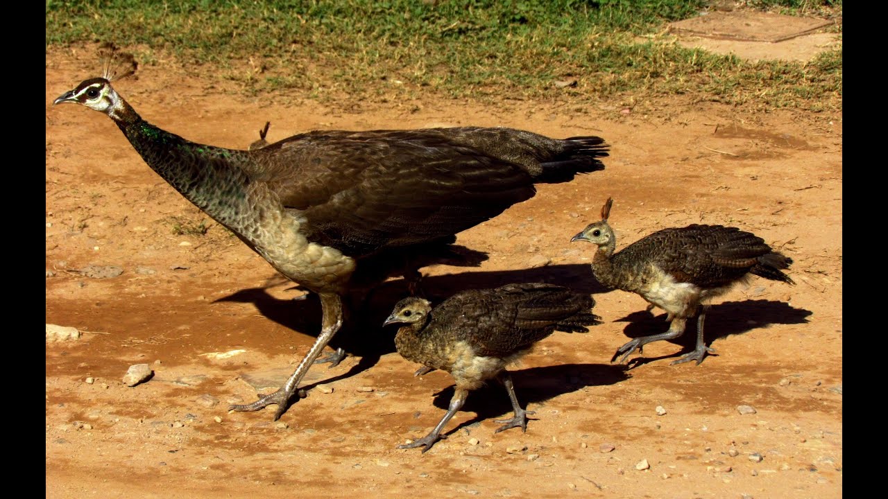 peacock chicks