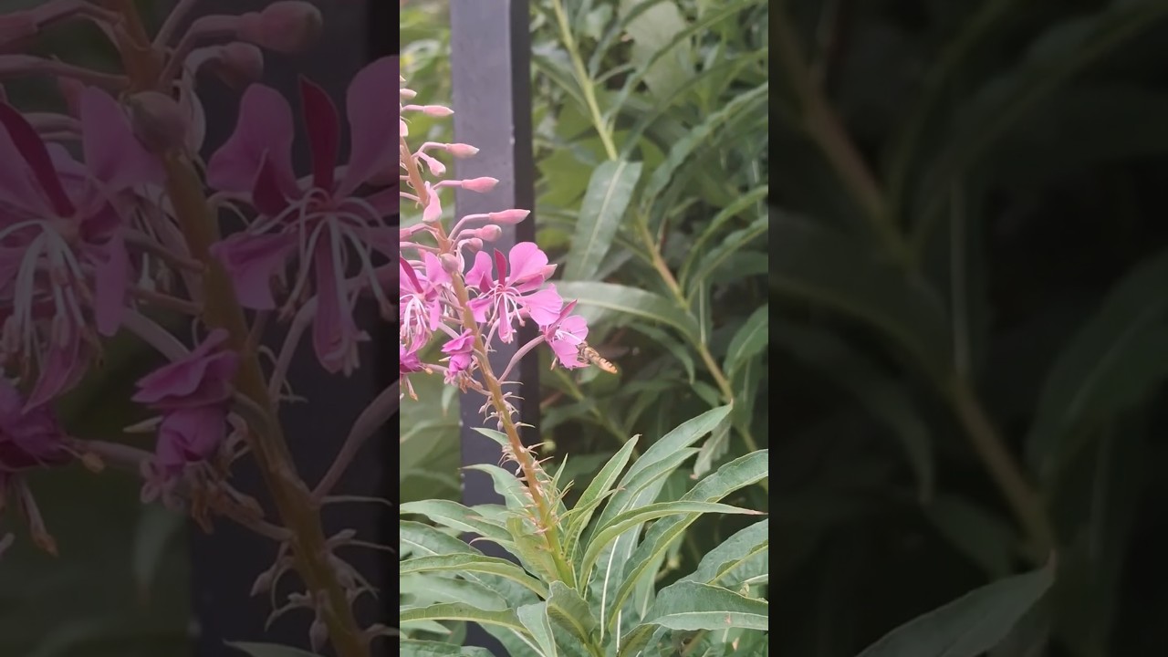 Two Marmalade Hoverflies Dancing Around the Flowers