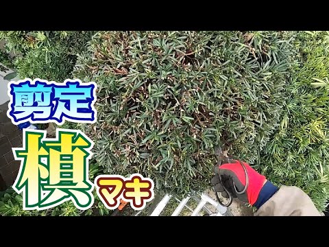 植木 マキの剪定 やきち流 Youtube