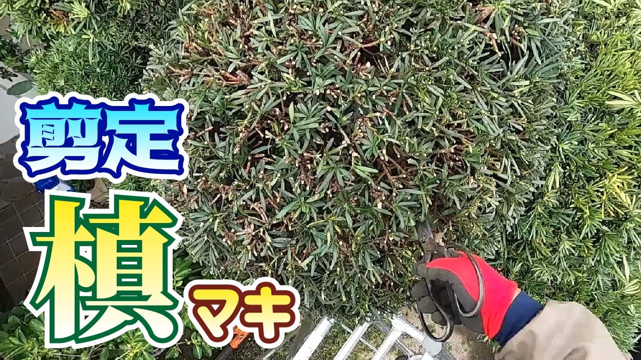 植木 マキの剪定 やきち流 Youtube 植木 マキの剪定 やきち流 Youtube