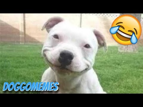 Video: Kunnen Honden Lachen?