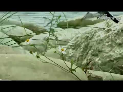 (slow motion)White Wagtail flying low.