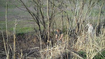 When you get a kite stuck in a tree, the tree has to go.