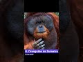 Orangután de Sumatra