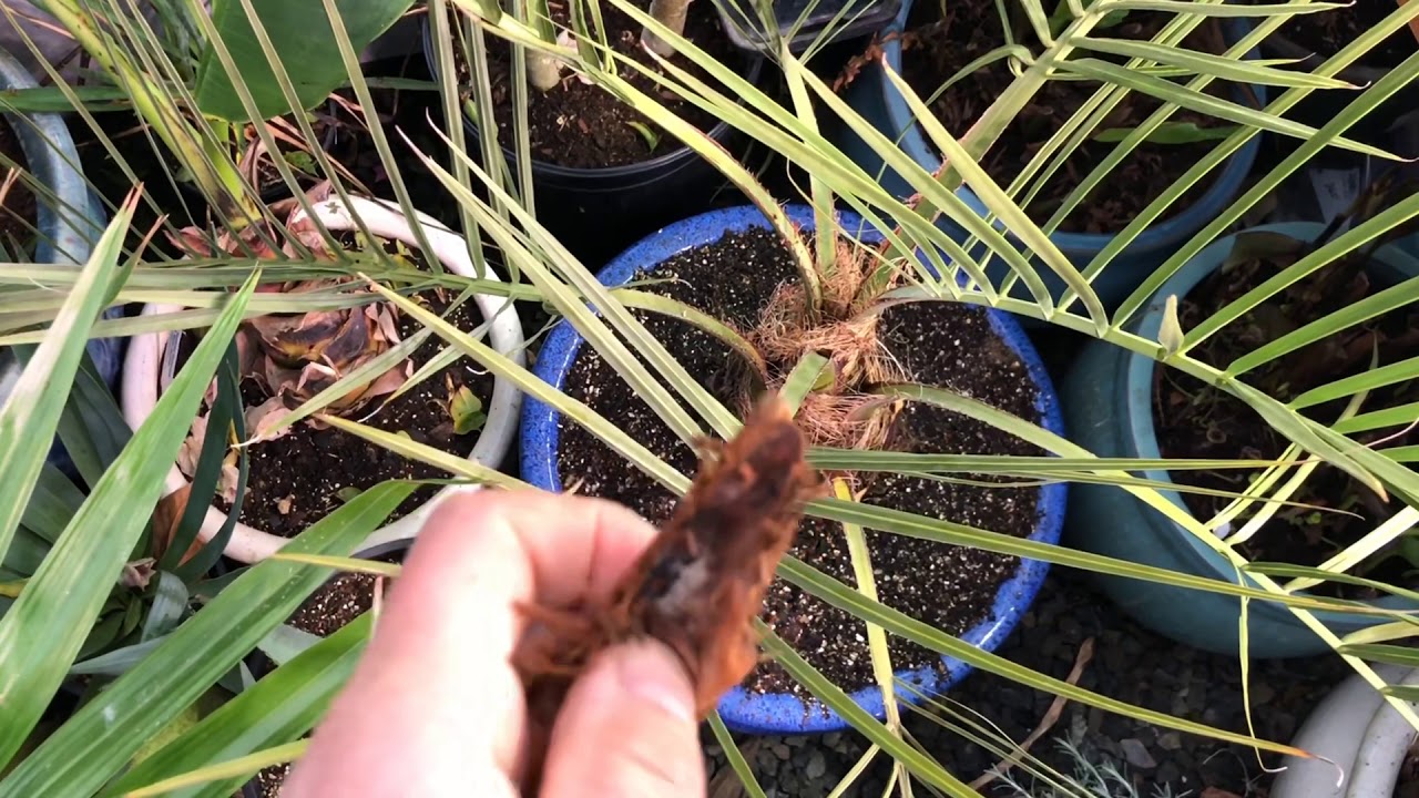 Spear pull in Palms YouTube