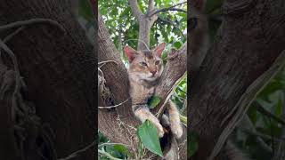 Cat Lovecatcatcareprettycat