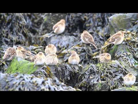 Wim Sonneveld - frater Venantius 1963