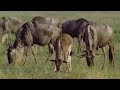 Beautiful Serengeti: 10 Il viaggio